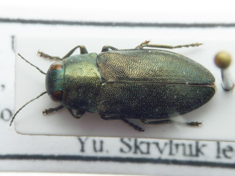 Phaenops formaneki formaneki Jakobson, 1913